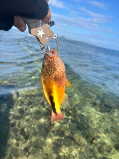 ホシゴンベの釣果
