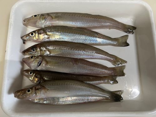 シロギスの釣果