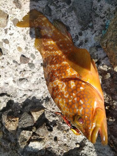 アコウの釣果