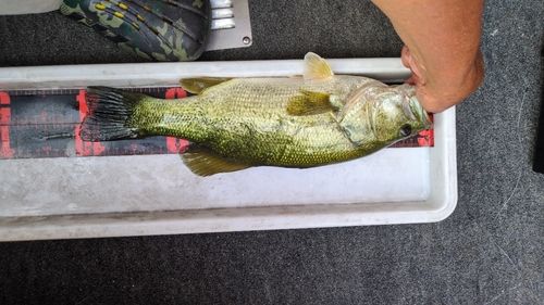 ブラックバスの釣果