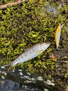 アマゴの釣果