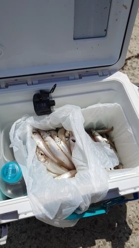 キスの釣果