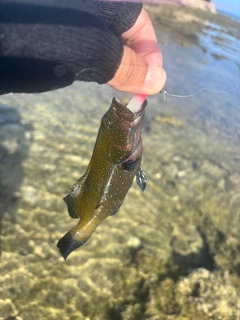 アオノメハタの釣果