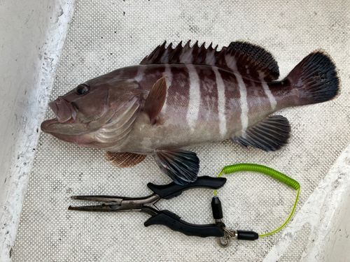 マハタの釣果