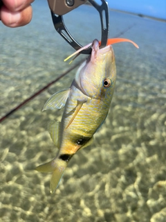 オジサンの釣果