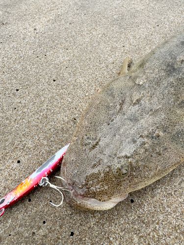マゴチの釣果