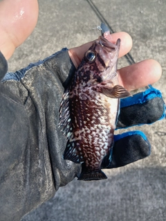 クロソイの釣果