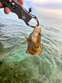 カンモンハタの釣果