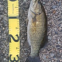 スモールマウスバス