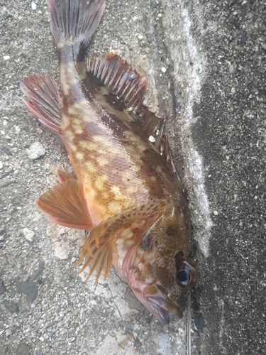 カサゴの釣果