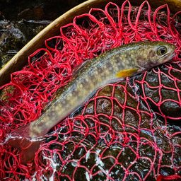 ニッコウイワナ