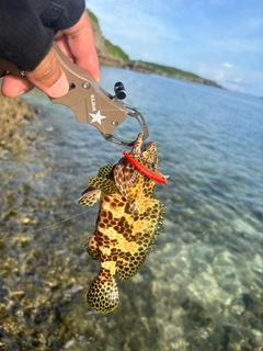 カンモンハタの釣果