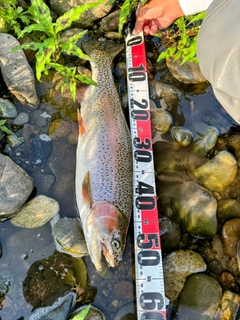 ニジマスの釣果