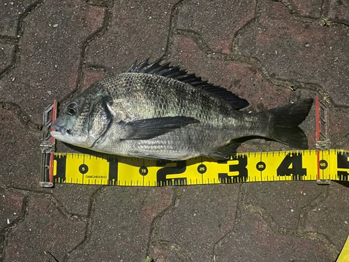 クロダイの釣果