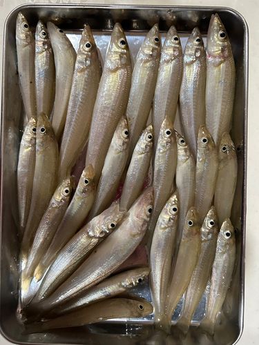 キスの釣果