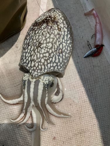 シリヤケイカの釣果
