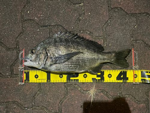 クロダイの釣果