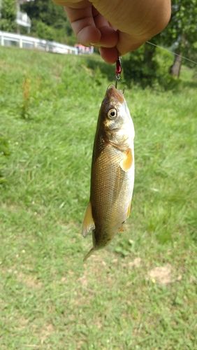 ウグイの釣果