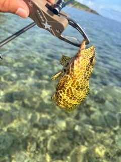 カンモンハタの釣果
