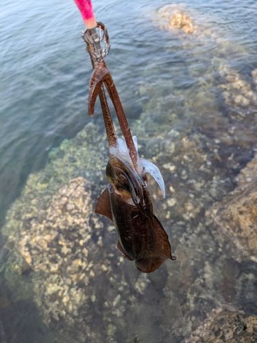 アオリイカの釣果