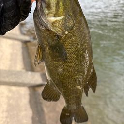 スモールマウスバス