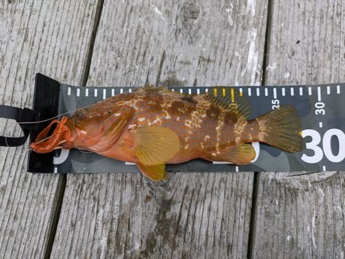アコウの釣果