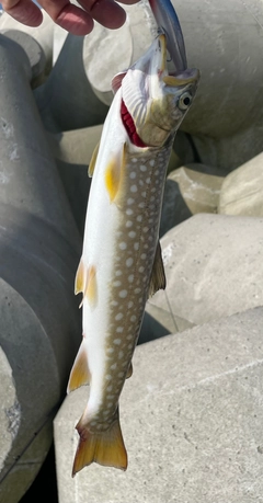 アメマスの釣果