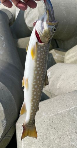 アメマスの釣果