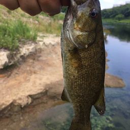 スモールマウスバス