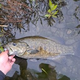 スモールマウスバス