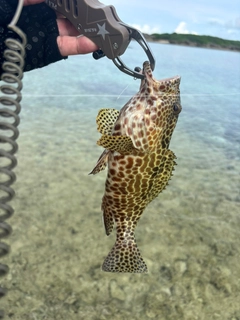 カンモンハタの釣果