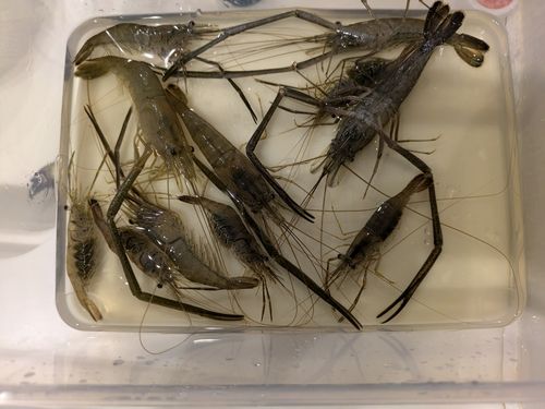 テナガエビの釣果