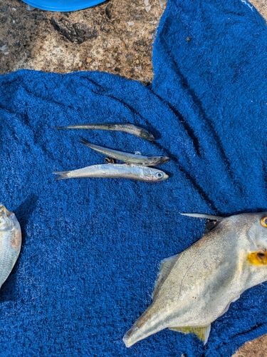 カタクチイワシの釣果