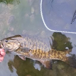 スモールマウスバス