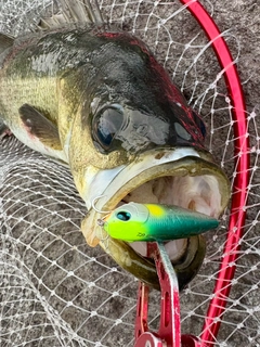 スズキの釣果