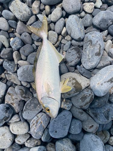 ショゴの釣果