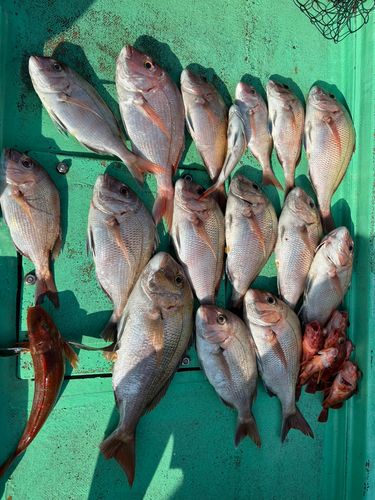 マダイの釣果