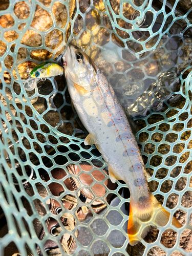 アマゴの釣果
