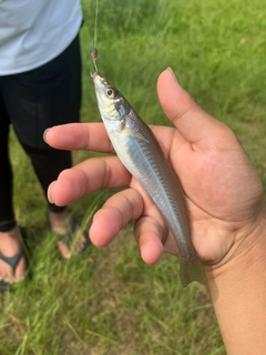 シロギスの釣果