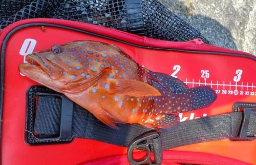 ユカタハタの釣果