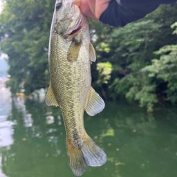 ラージマウスバス