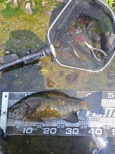 スモールマウスバスの釣果