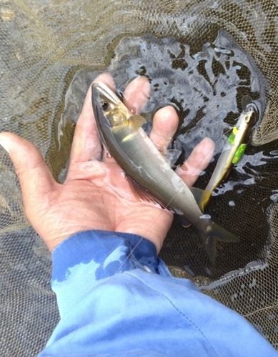 アユの釣果