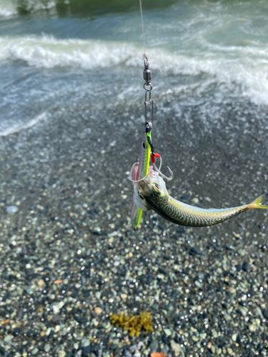 サバの釣果