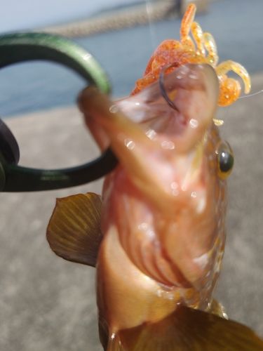 キジハタの釣果