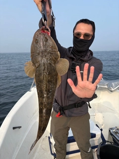マゴチの釣果
