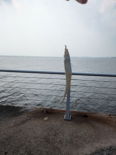 シロギスの釣果