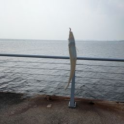シロギス
