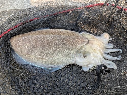 モンゴウイカの釣果