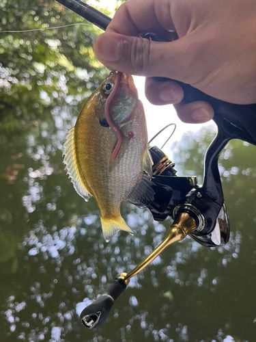 ブルーギルの釣果